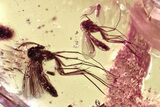 Fossil Wasps, Gnats, Woodlouse, Moth Fly & Ant in Baltic Amber #362673-3